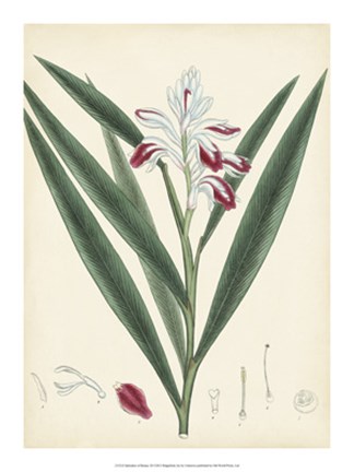 Framed Splendors of Botany XI Print
