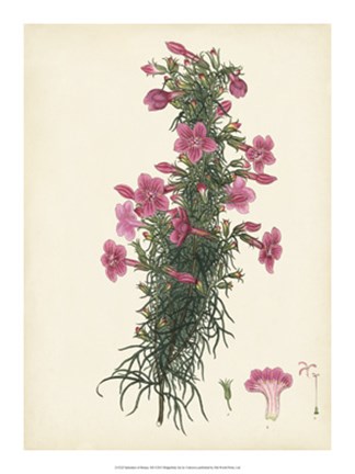 Framed Splendors of Botany XII Print