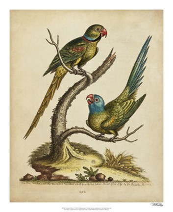 Framed Edwards Parrots V Print