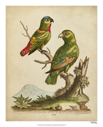 Framed Edwards Parrots VI Print