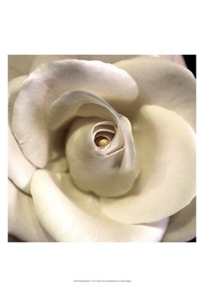 Framed Blushing Rose I Print
