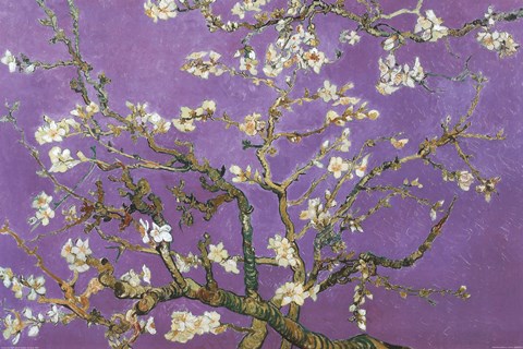 Framed Almond Blossom - Lavender Print