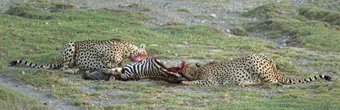 Framed Two cheetahs (Acinonyx jubatus) eating a dead zebra, Ngorongoro Conservation Area, Arusha Region, Tanzania Print