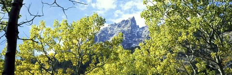 Framed Aspen trees in a forest with mountains in the background, Mt Teewinot, Grand Teton National Park, Wyoming, USA Print