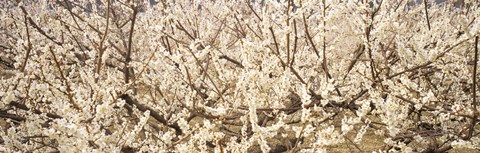 Framed Close up of flowering cherry tree Print