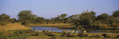 Framed Grevy&#39;s zebra and African buffalo&#39;s grazing on a landscape, Samburu, Kenya Print
