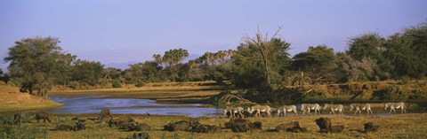 Framed Herd of Zebra (Equus grevyi) and African Buffalo (Syncerus caffer) in a field, Uaso Nyrio River, Samburu, Kenya Print