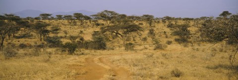Framed Trees on a landscape, Samburu National Reserve, Kenya Print