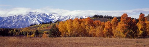 Framed Autumn Grand Teton National Park WY Print