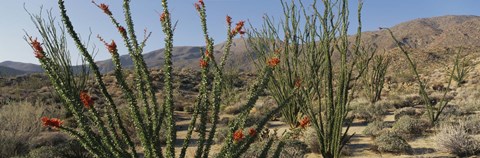 Framed Ocotillo Anza Borrego Desert State Park CA Print