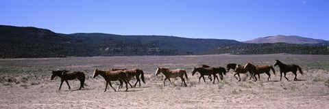 Framed Horses running in a field, Colorado Print