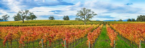 Framed Autumn color vineyards, Guerneville Road, Sonoma County, California, USA Print