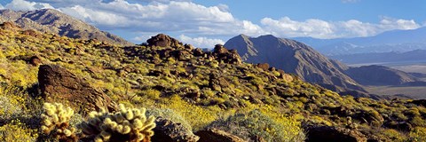 Framed Wildflowers on rocks, Anza Borrego Desert State Park, Borrego Springs, San Diego County, California, USA Print