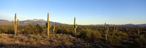 Framed Saguaro cacti in a desert, Four Peaks, Phoenix, Maricopa County, Arizona, USA Print