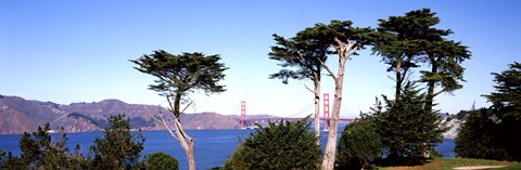 Framed View of a suspension  bridge through trees, Golden Gate Bridge, San Francisco Bay, San Francisco, California, USA Print