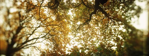 Framed Autumn Trees in Volunteer Park, Seattle, Washington Print
