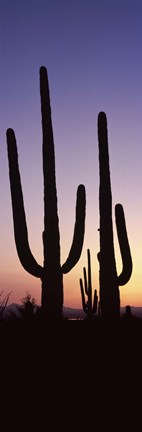 Framed Saguaro cacti, Saguaro National Park, Tucson, Arizona, USA Print