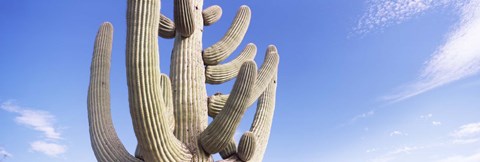 Framed Low angle view of a Saguaro cactus(Carnegiea gigantea), Saguaro National Park, Tucson, Pima County, Arizona, USA Print