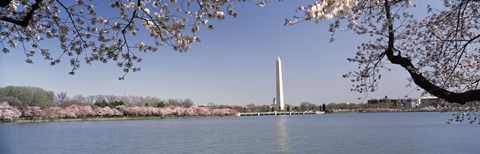 Framed Cherry blossom with monument in the background, Washington Monument, Tidal Basin, Washington DC, USA Print