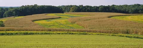 Framed Field Of Corn Crops, Baltimore, Maryland, USA Print