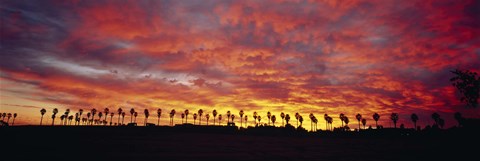 Framed Silhouette of palm trees at sunrise, San Diego, San Diego County, California, USA Print