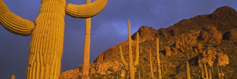 Framed Saguaro Cactus, Tucson, Arizona, USA Print