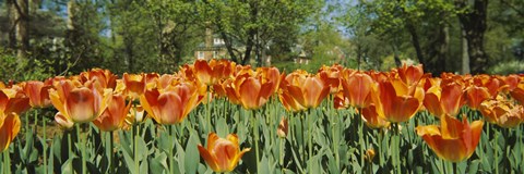 Framed Sherwood Gardens Tulips, Baltimore, Maryland Print