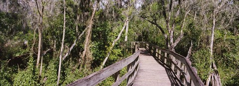 Framed Boardwalk passing through a forest, Lettuce Lake Park, Tampa, Hillsborough County, Florida, USA Print