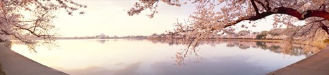 Framed Cherry blossoms at the lakeside, Washington DC Print