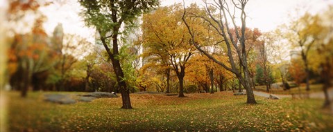 Framed Shedding trees, Central Park, Manhattan, New York City, New York State, USA Print