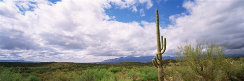 Framed Cactus in a desert, Saguaro National Monument, Tucson, Arizona, USA Print