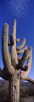 Framed Close up of Saguaro cactus, Saguaro National Park, Tucson, Arizona Print