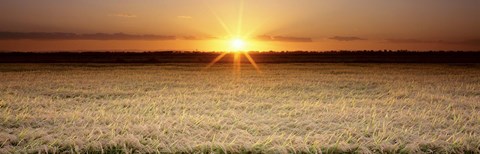 Framed Rice Field, Sacramento Valley, California, USA Print