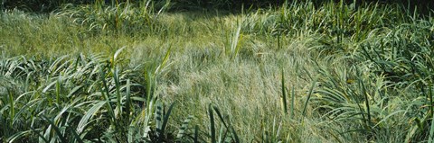 Framed Grass on a marshland, England Print