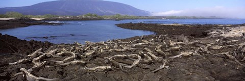 Framed Marine iguanas (Amblyrhynchus cristatus) at a coast, Fernandina Island, Galapagos Islands, Ecuador Print