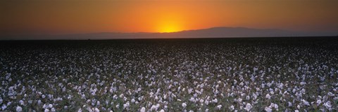 Framed Cotton crops in a field, San Joaquin Valley, California, USA Print