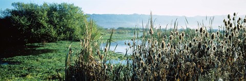 Framed Plants in a marsh, Arcata Marsh, Arcata, Humboldt County, California, USA Print