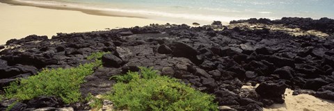 Framed Lava rocks at a coast, Floreana Island, Galapagos Islands, Ecuador Print