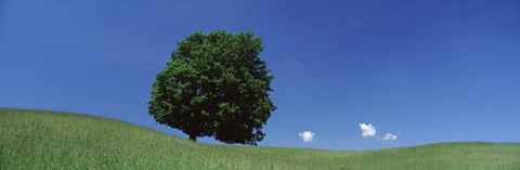 Framed View Of A Lone Tree On A Hillside In Summer Print