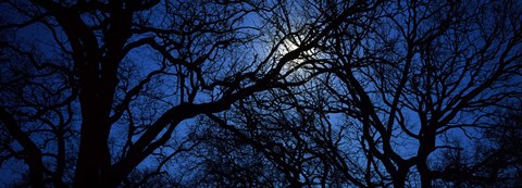 Framed Silhouette of Oak trees, Texas, USA Print