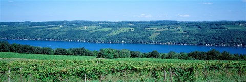 Framed Vineyard with a lake in the background, Keuka Lake, Finger Lakes, New York State, USA Print