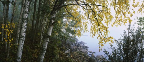 Framed Birch trees in a forest, Puumala, Finland Print