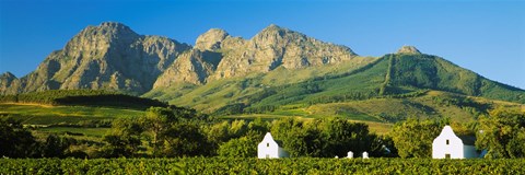 Framed Vineyard in front of mountains, Babylons Torren Wine Estates, Paarl, Western Cape, Cape Town, South Africa Print