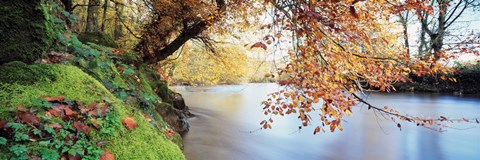 Framed Trees along a river, River Dart, Bickleigh, Mid Devon, Devon, England Print