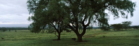 Framed Trees on a landscape, Lake Nakuru National Park, Great Rift Valley, Kenya Print