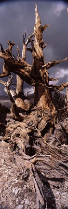 Framed Bristlecone pine tree (Pinus longaeva) under cloudy sky, Inyo County, California, USA Print