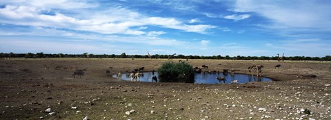 Framed Wild animals at a waterhole, Etosha National Park, Kunene Region, Namibia Print