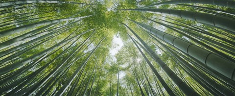 Framed Low angle view of bamboo trees, Hokokuji Temple, Kamakura, Kanagawa Prefecture, Kanto Region, Honshu, Japan Print