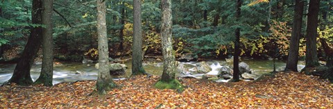 Framed River flowing through a forest, White Mountain National Forest, New Hampshire, USA Print