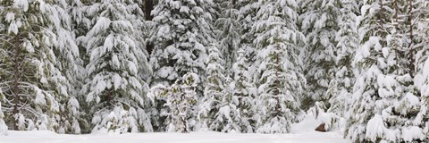 Framed Snow covered pine trees, Deschutes National Forest, Oregon, USA Print